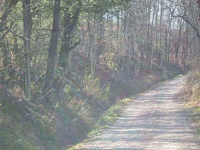 a narrow dirt road winds up hill through the autumn trees, with a ditch running down one side.