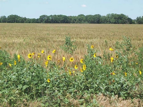 Winter wheat and sunflowers in Ellsworth County, Kansas