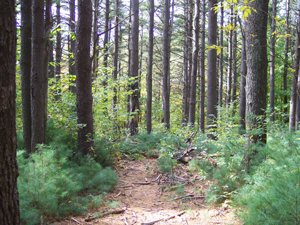 Woods near Lancaster Massachusetts