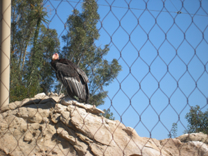 Condor on rock