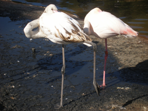 A flamingo leg flop