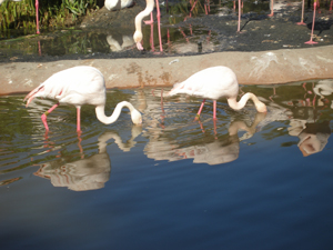 A pair of flamingos