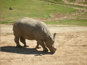 A young rhino