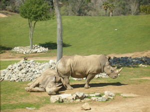 A rhino couple