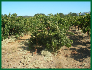 A Dry Creek Valley vineyard