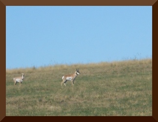 Two pronghorn in a field (telephoto)