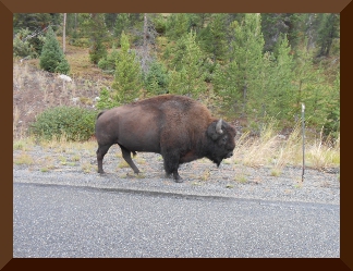 Bison walking alongside the road