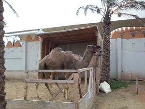 Two camels in a pen