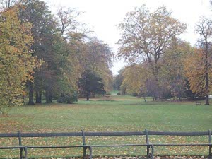 A large expanse of lawn dotted with yellow leaves from the surrounding autumn trees