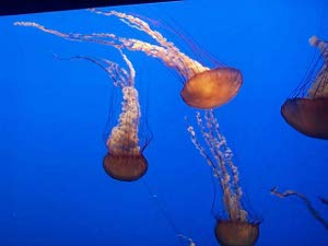 Beatuifully lit jellyfish seem to glow