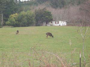 On the grass in front of a small house two young elk graze contentedly