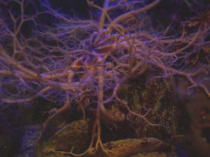 A mass of branching tendrils distinguishes the basket star