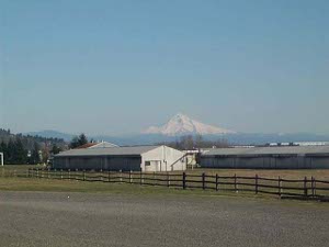 Volcanic Mount Hood appears on the horizon as a single all-white mountain of conical shape