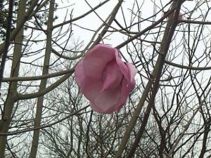 A solitary magnolia blossom, blushing pink, stands out against the gray sky and a tracery of magnolia tree branches devoid of leaves