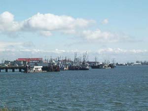 A goodly number of fishing boats tied up to the piers in Steveston