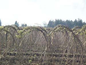 Each raspberry vine is arched over in an inverted letter 'J' and attached to the next one, row after row