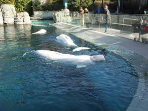 three white beluga whales swim in the cobalt blue waters of the aquarium