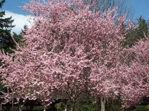 A very large cherry tree, which seems like a solid mass of pink flowers