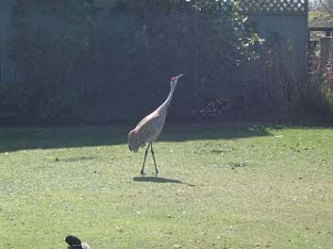 The crane has his neck extended in a mating pose