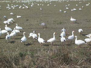 The closest geese are perhaps 12 feet from the camera; the field stretches for a great distance, spotted with white geese