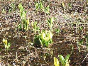 Early shoots of green with yellow flowers, the skunk cabbage is a harbinger of spring on the Sunshine Coast