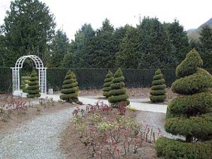 The gardeners have delicately shaped the evergreens in upward curving spirals