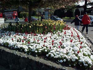 A display of tulips and other flowers makes a bed of color