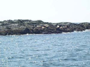 About seven sea lions are visible as light colored creatures on the dark gray rocks