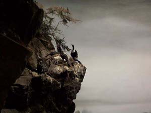 The exhibit depicts birds nesting on a rocky cliff next to the water