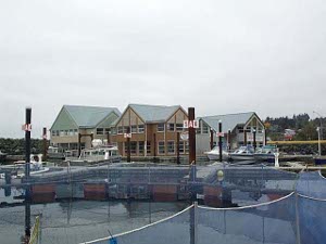 Three two-story buildings are located on the wharf, many boats are tied up in the marina, and in the foreground, a fish weir occupies a space about 40 feet square