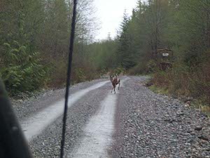 The deer is bounding across the wet gravel road (two lanes wide, one set of tracks) in front of the car