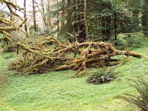 An old dead tree lies on its side, it's branches overwhelmed with moss