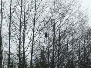 The eagle is sitting quietly on a limb of the bare tree