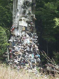 The large tree trunk is rather sloppily covered, to a height of ten to twelve feet, with various shoes.