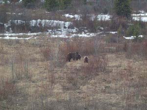 A mother bear and her cub foraging in the field near the road