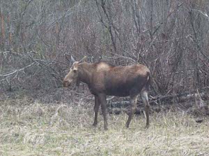 A good side shot of a young moose