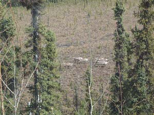 Looking down through the treetops at a field below we see a small herd of caribou