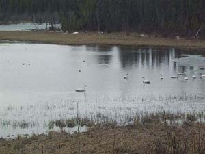 About a dozen trumpeter swans (along with other birds) are swimming in the pond