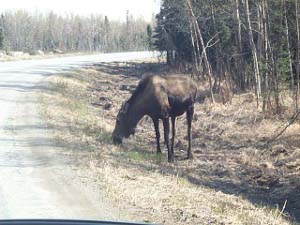 The moose stood by the side of the road and allowed our car to pass close by and photograph her.  She was unconcerned.