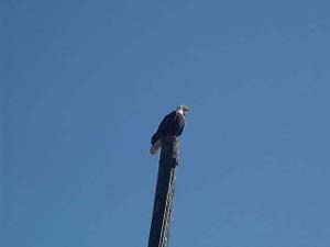 The bald eagle sits majestically atop a power pole, framed by the blue sky.