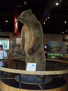 The bear is mounted standing up, paws hanging down