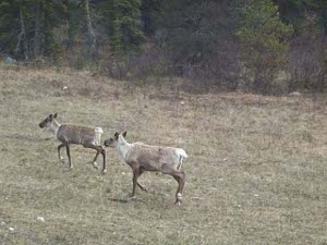 Two caribou moving quickly by the side of the road