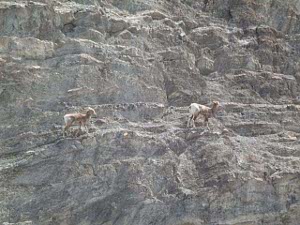 Two ewes on a seemingly unpassable rocky hillside