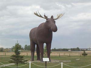 The roughly sculptured moose appears to be around fifteen feet tall