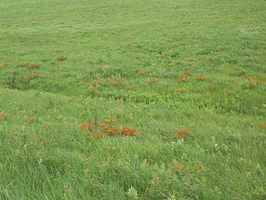 orange wildflowers dot the rough green prairie grasses near Manhattan