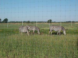 Three zebras grazing behind a high fence