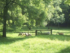 The sheep are grazing in a lush green pasture shaded by large trees