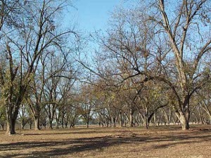 A large grove of towering pecan trees