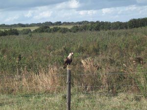 Sitting on a fence post, the crested caracara has a light colored head and brown shoulders, with a curved beak