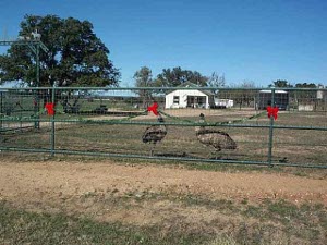 Behind a tall green steel fence decorated with red ribbons, with a small white ranch house in the distance, two emus strut in a Texas yard
